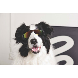 M-Pets Sunny Sunbather Köpek Gözlüğü Siyah 15,2x4,9 Cm - 2