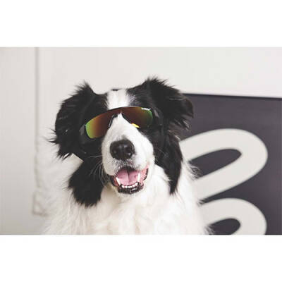 M-Pets Sunny Sunbather Köpek Gözlüğü Siyah 15,2x4,9 Cm - 2