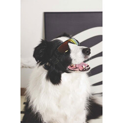 M-Pets Sunny Sunbather Köpek Gözlüğü Siyah 15,2x4,9 Cm - 3