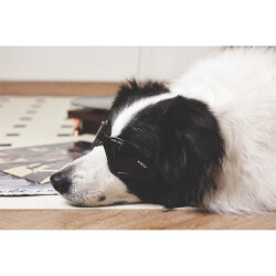 M-Pets Sunny Trailblazer Köpek Gözlüğü Siyah 15,7x7,5 Cm - 3